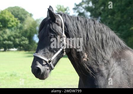 Friesian Mare Stock Photo