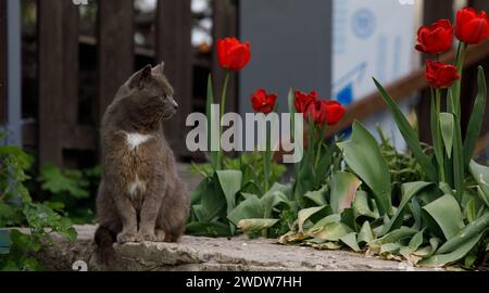 a gray cat sits beautifully with a blurred background Stock Photo