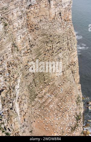 Thousands of seabirds nesting on the chalk cliffs of Bempton, East Yorkshire, UK Stock Photo