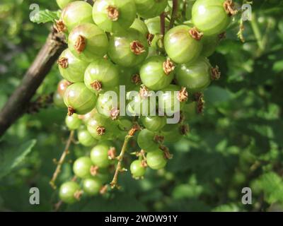 Green Red Currants Stock Photo