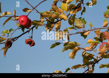 Red Apples on the Tree Stock Photo