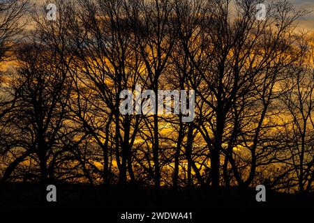 Glowing golden sunset lights beautifully illuminating the moody mist in a forest in autumn, with tree silhouettes Stock Photo