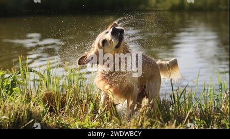 Golden retriever dog shaking off water after swimming in river. Wet labrador doggy pet drying itself near lake Stock Photo