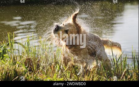 Golden retriever dog shaking off water after swimming in river. Wet labrador doggy pet drying itself near lake Stock Photo
