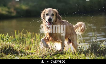 Golden retriever dog after swimming in river. Wet labrador doggy pet drying itself near lake and water drops in air Stock Photo