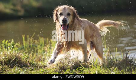 Golden retriever dog after swimming in river. Wet labrador doggy pet drying itself near lake and water drops in air Stock Photo