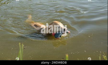 Golden retriever dog holding duck toy and swimming in river. Wet labrador doggy pet playing in lake water with rubber bird Stock Photo
