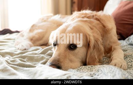 Adorable Golden Retriever Dog Lying On Bed In The Room Stock Photo