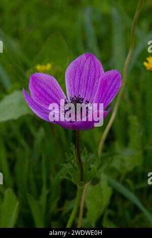 Close up of the flower of a purple Anemone coronaria (Poppy Anemone). This wildflower can appear in several colours. Mainly red, purple, blue and whit Stock Photo
