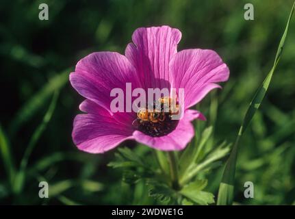 Close up of a pink Anemone coronaria (Poppy Anemone). with a honey bee collecting nectar Stock Photo
