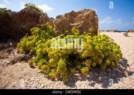 Crithmum is a monospecific genus of flowering plant in the carrot family Apiaceae, with the sole species Crithmum maritimum, known as rock samphire, s Stock Photo