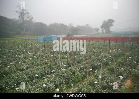 Vast field of budding Chrysanthemums, Chandramalika, Chandramallika, mums , chrysanths, genus Chrysanthemum, family Asteraceae. Winter morning at Vall Stock Photo