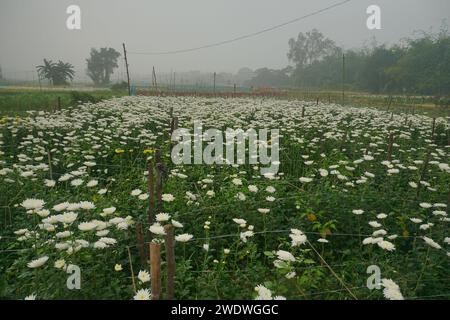 Vast field of budding Chrysanthemums, Chandramalika, Chandramallika, mums , chrysanths, genus Chrysanthemum, family Asteraceae. Winter morning at Vall Stock Photo