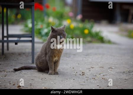 a gray cat sits beautifully with a blurred background Stock Photo