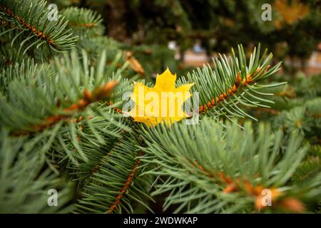 Wedge leaf in spruce Stock Photo