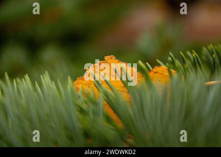 Wedge leaf in spruce Stock Photo