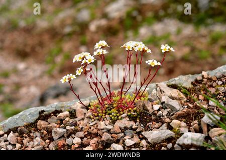 Mossy saxifrage (Saxifraga hypnoides) is a perennial herb native to France, Great Britain, Iceland and Spain mountains. This photo was taken in Somied Stock Photo