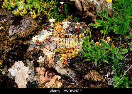 Mossy saxifrage (Saxifraga hypnoides) is a perennial herb native to France, Great Britain, Iceland and Spain mountains. This photo was taken in Babia, Stock Photo
