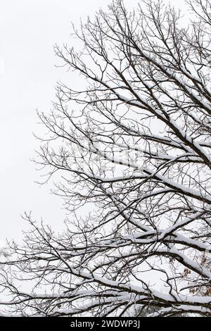 Snow on tree branches without leaves against sky in winter season Stock Photo