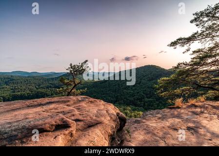 A small pine tree on the Rötzenfels, Gossersweiler-Stein, Palatinate Forest, Rhineland-Palatinate, Germany Stock Photo