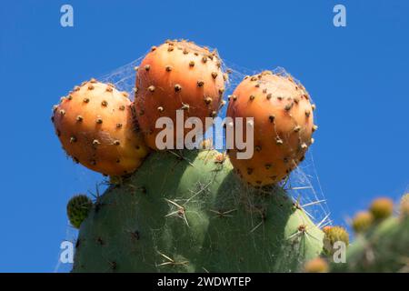 Prickly pear cactus, Mission San Juan Bautista, San Juan Bautista, California Stock Photo