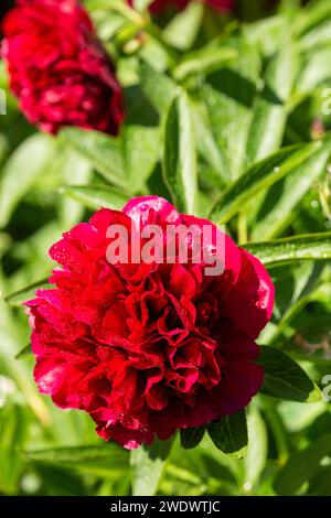 Large red peony or paeony flower heads Stock Photo