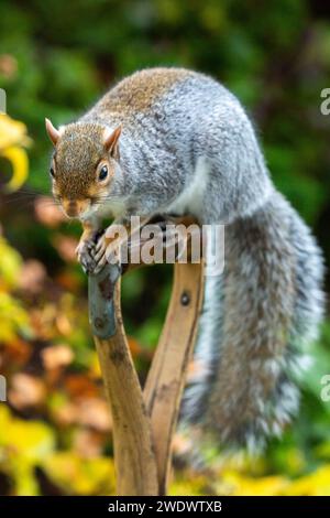 Eastern Grey Squirrel Sciurus carolinensis on a handle of a spade Stock Photo