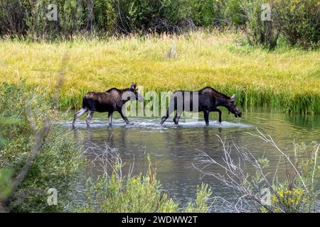 Moose feeding in Lake San Cristobal near Lake City Colorado in September Stock Photo