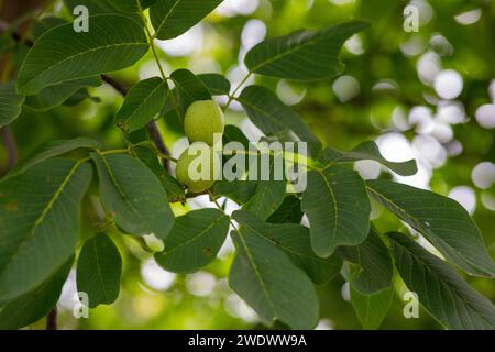 the walnut on the tree is not yet ripe Stock Photo