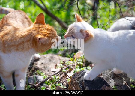 Cat and kitten in contact. Stock Photo