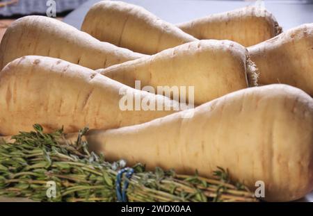 Root vegetables. Close up shot of a row of unwashed parsnips. Backlit with selective focus. Stock Photo