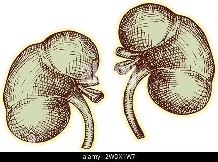 Sticker of human kidneys. Vintage anatomy engraving sketch organ isolated on white background. Good idea for design retro medicine poster in hand Stock Vector