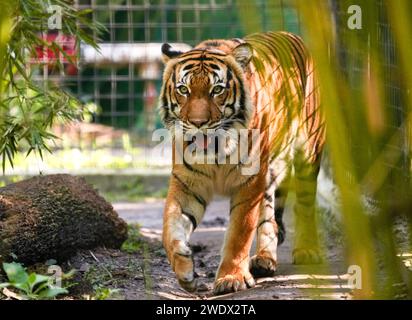 Naples, United States. 17th Jan, 2024. Malayan Tiger on display at the Naples Zoo Animal Exhibits, Wednesday, January 17, 2024 in Naples Florida. Photos by Credit: Jennifer Graylock/Alamy Live News Stock Photo