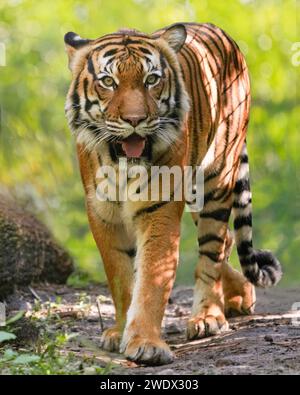 Naples, United States. 17th Jan, 2024. Malayan Tiger on display at the Naples Zoo Animal Exhibits, Wednesday, January 17, 2024 in Naples Florida. Photos by Credit: Jennifer Graylock/Alamy Live News Stock Photo