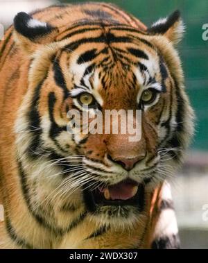 Naples, United States. 17th Jan, 2024. Malayan Tiger on display at the Naples Zoo Animal Exhibits, Wednesday, January 17, 2024 in Naples Florida. Photos by Credit: Jennifer Graylock/Alamy Live News Stock Photo