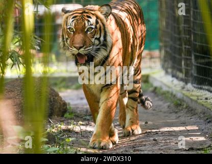 Naples, United States. 17th Jan, 2024. Malayan Tiger on display at the Naples Zoo Animal Exhibits, Wednesday, January 17, 2024 in Naples Florida. Photos by Credit: Jennifer Graylock/Alamy Live News Stock Photo