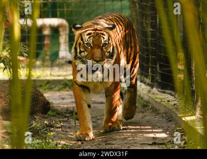 Naples, United States. 17th Jan, 2024. Malayan Tiger on display at the Naples Zoo Animal Exhibits, Wednesday, January 17, 2024 in Naples Florida. Photos by Credit: Jennifer Graylock/Alamy Live News Stock Photo