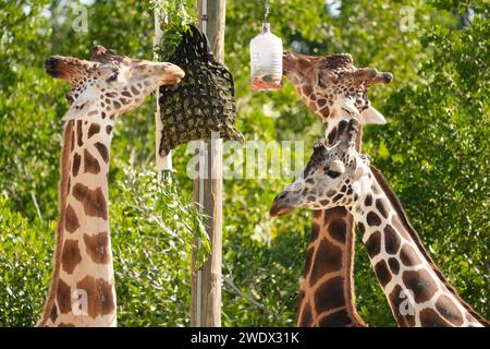 Naples, United States. 21st Jan, 2024. Giraffe on display at the Naples Zoo Animal Exhibits, Wednesday, January 17, 2024 in Naples Florida. Photos by Credit: Jennifer Graylock/Alamy Live News Stock Photo