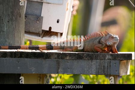 Naples, United States. 21st Jan, 2024. Iguana on display at the Naples Zoo Animal Exhibits, Wednesday, January 17, 2024 in Naples Florida. Photos by Credit: Jennifer Graylock/Alamy Live News Stock Photo