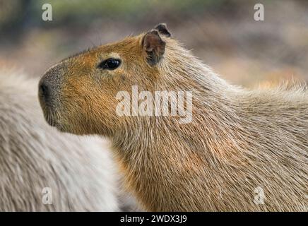 Naples, United States. 21st Jan, 2024. Capybara on display at the Naples Zoo Animal Exhibits, Wednesday, January 17, 2024 in Naples Florida. Photos by Credit: Jennifer Graylock/Alamy Live News Stock Photo