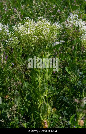 Lepidium draba creamy white inflorescence. Stock Photo