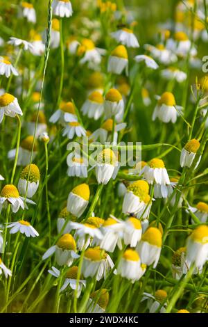 Medicinal chamomile Matricaria recutita blooms in the meadow among the of wild grasses. Stock Photo