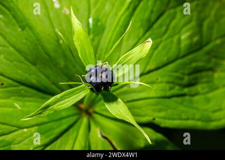 Paris quadrifolia, Herb Paris. Wild plant shot in summer. Stock Photo