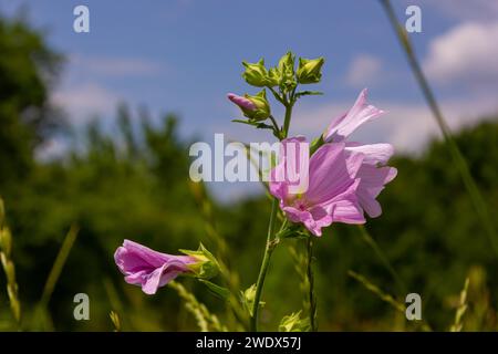 Flower close-up of Malva alcea greater musk, cut leaved, vervain or hollyhock mallow, on soft blurry green grass background. Stock Photo