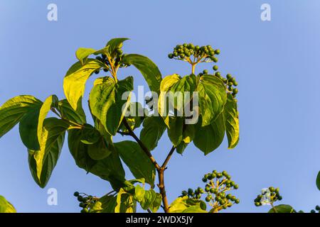 Dogwood berries - Cornus sanguinea Calcareous scrub bush. Stock Photo