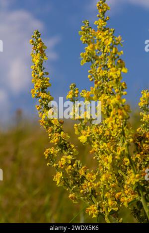 Verbascum densiflorum the well-known dense-flowered mullein. Stock Photo