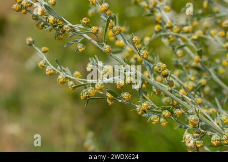 Wormwood green grey leaves with beautiful yellow flowers. Artemisia absinthium absinthium, absinthe wormwood flowering plant, closeup macro. Stock Photo