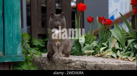 a gray cat sits beautifully with a blurred background. High quality photo Stock Photo