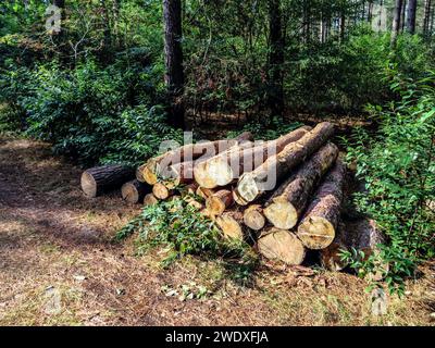 Sawed-off tree trunks are stacked in a forest for the timber industry or to be burned in biomass plants. Cut trees Stock Photo