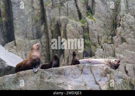 Steller sea lion at Resurrection Bay, Alaska, US Stock Photo